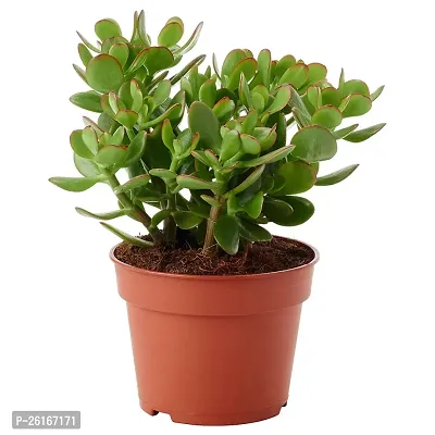 Jade Plant With plastic pot-thumb2