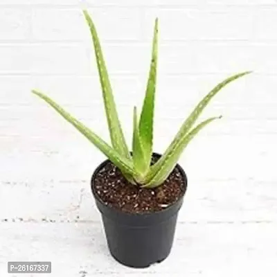 Aloe Vera Plant with beautiful Plastic Pot-thumb0