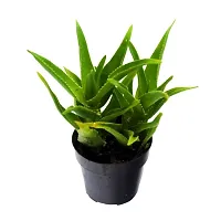 Aloe Vera Plant with beautiful Plastic Pot-thumb1