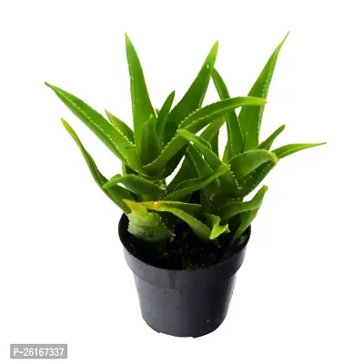 Aloe Vera Plant with beautiful Plastic Pot-thumb2