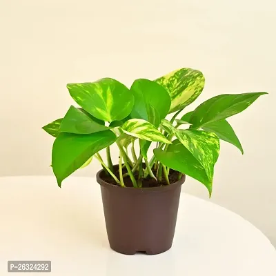 Money plant with plastic pot