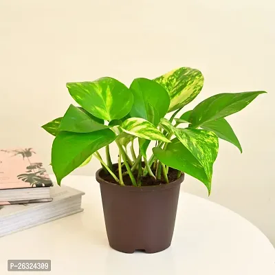 money plant without pot-thumb0