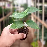 money plant without pot-thumb1