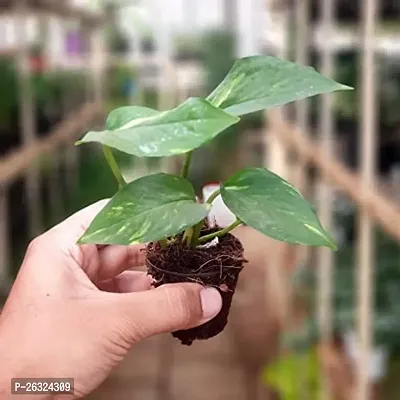 money plant without pot-thumb2