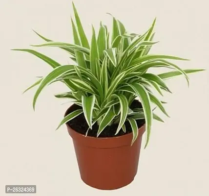 Spider plant with beautiful pot