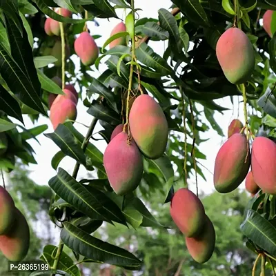 Mango plant-thumb3