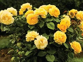 Yellow Rose Plant Pack Of 1-thumb1