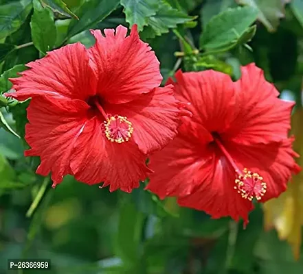 Hibiscus Plant pack  of 1-thumb0