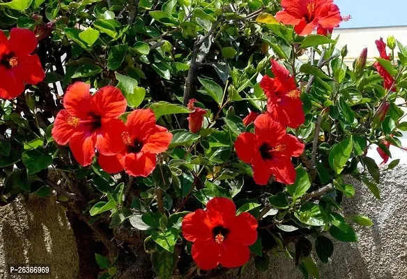 Hibiscus Plant Pack of 2 combo pack