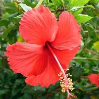 Hibiscus Plant Pack of 2 combo pack-thumb1