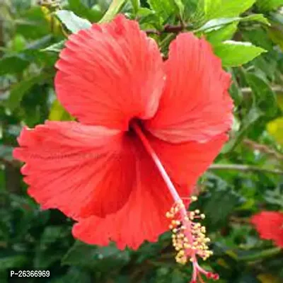 Hibiscus Plant Pack of 2 combo pack-thumb2