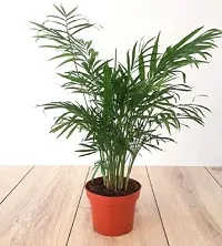 Areca Plam Live Plant (Air Purifier Plant)-thumb1