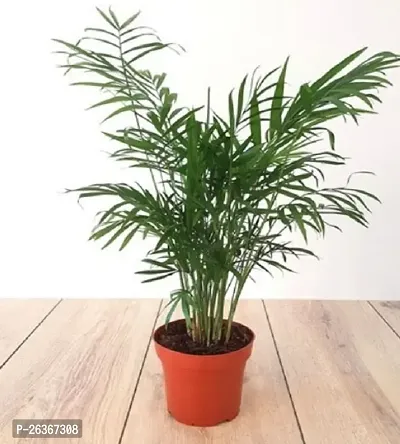 Areca Plam Live Plant (Air Purifier Plant)-thumb2