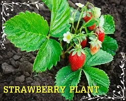 Strawberry Plant with plastic pot-thumb3