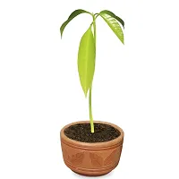 Mango plant-thumb1