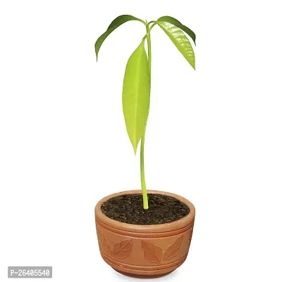 Mango plant-thumb2