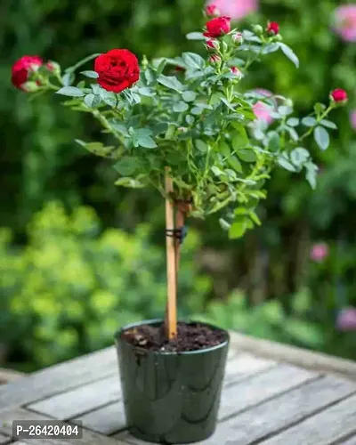 Red Rose plant