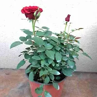 Red Rose plant-thumb1