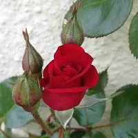 Red Rose plant-thumb3