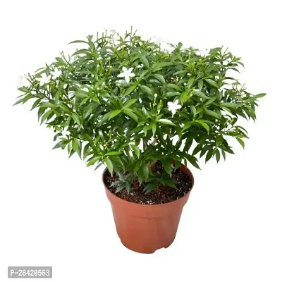 Mini Tagar plant