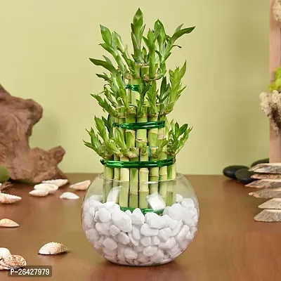 Lucky bamboo plant-thumb0