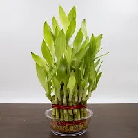 Lucky bamboo plant-thumb1