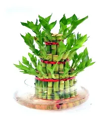 Lucky bamboo plant-thumb2