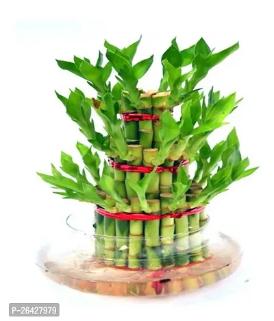 Lucky bamboo plant-thumb3