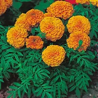 Marigold flower plant (pack of 1)-thumb1