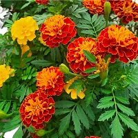 Marigold flower plant (pack of 1)-thumb2