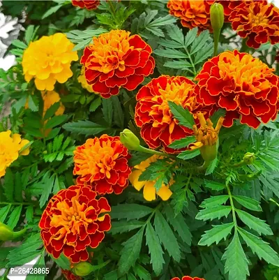 Marigold flower plant (pack of 1)-thumb3