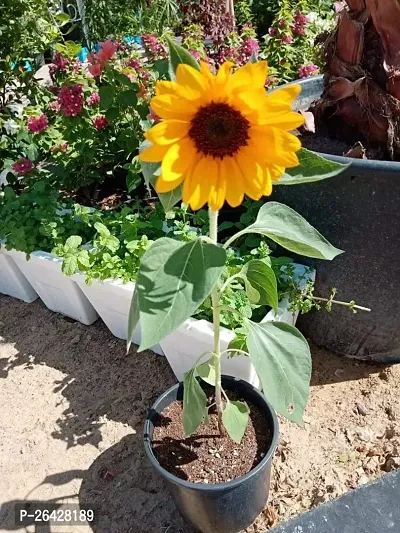 Sunflower plant (Pack of 1)