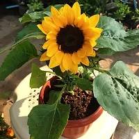 Sunflower plant (Pack of 1)-thumb2