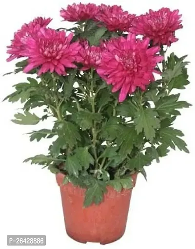 Pink chandromllika flower plant ( pack of 1)-thumb0