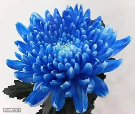 Blue chandromllika flower plant (pack of 1)