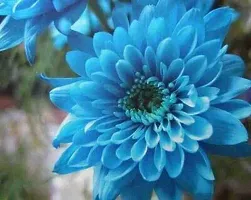 Blue chandromllika flower plant (pack of 1)-thumb1