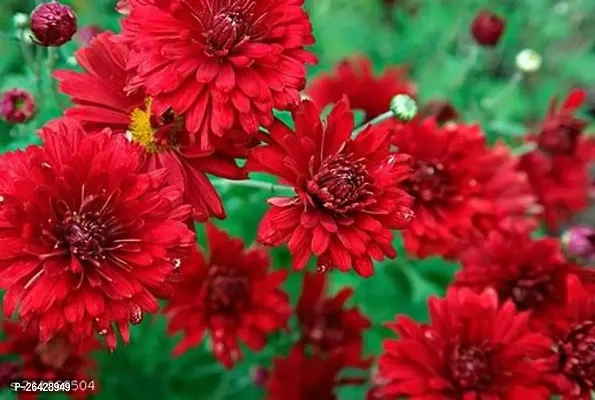 Red chandromllika flower plant (pack of 1)