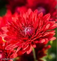 Red chandromllika flower plant (pack of 1)-thumb1