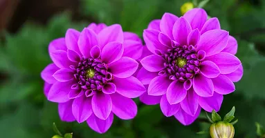 Purple Dahlia flower plant-thumb1