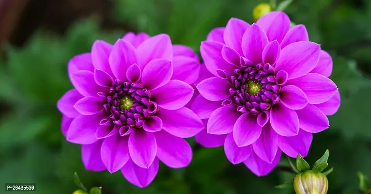 Purple Dahlia flower plant-thumb2