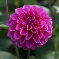 Purple Dahlia flower plant-thumb2