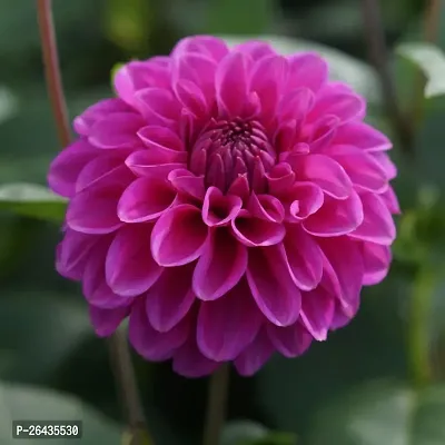 Purple Dahlia flower plant-thumb3