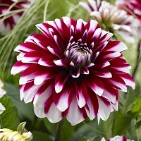 Beautyful Dahlia flower plant-thumb1