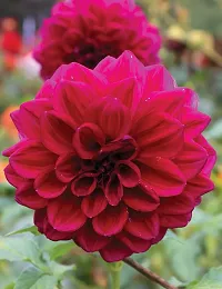 Pink Dahlia flower plant-thumb1