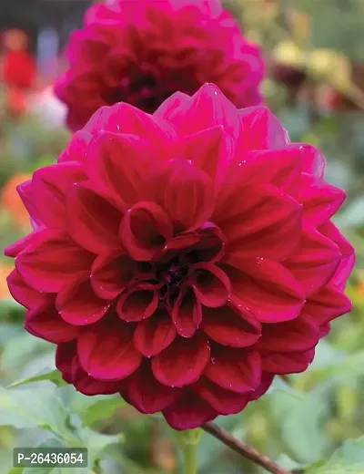 Pink Dahlia flower plant-thumb2