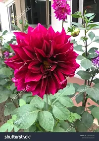 Pink Dahlia flower plant-thumb2