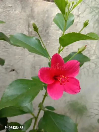 Mini jaba flower plant