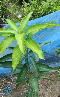 All season mango plant ( pack of 1)-thumb2