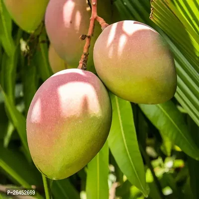 Multicolor mango plant (pack of 1)-thumb0