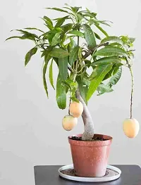 Beautiful mango plant ( pack of 1)-thumb2